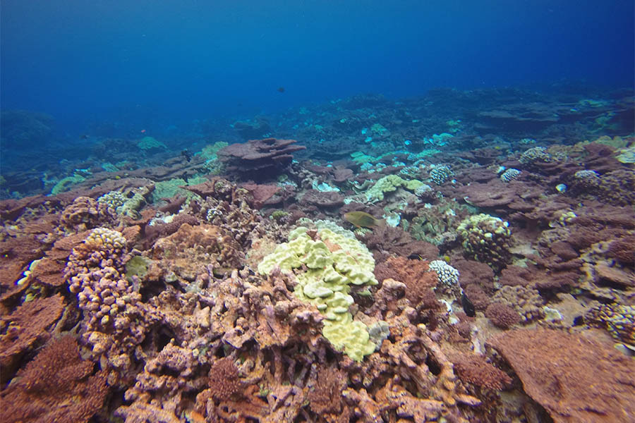 A coral reef near Kiritimati Island. Senior Shellby Miller traveled to the island in March as part of her research project using coral species' chemical signals to track sea-surface temperatures. (Photo: Pamela Grothe)